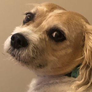 Meet your Posher, Rachel